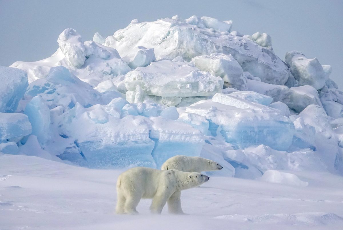 Polar bears at Svalbard