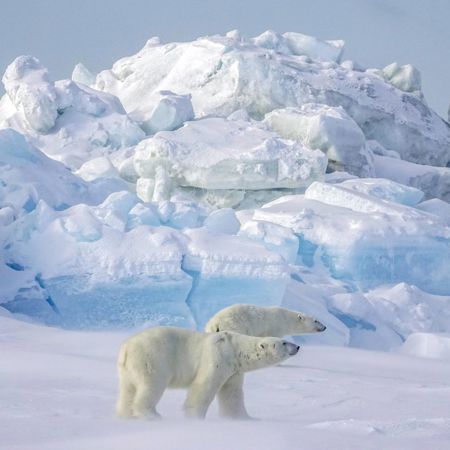 Polar bears at Svalbard