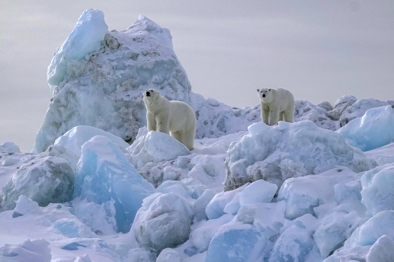 polar bears at Svalbard