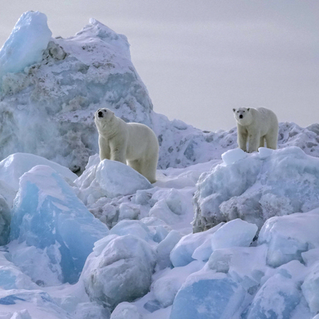 polar bears at Svalbard