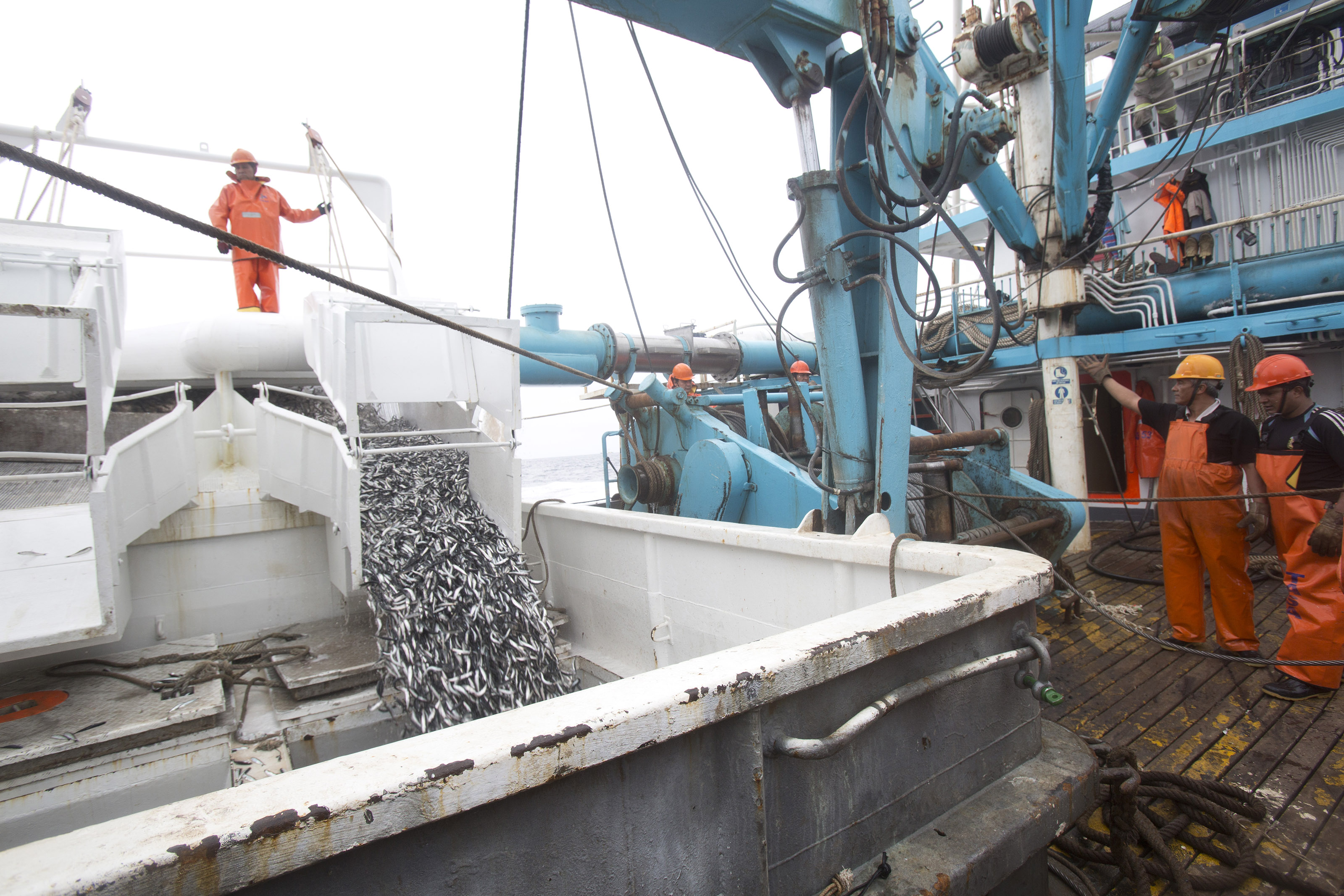 Fishermen on the deck of the fishing boat overseeing the fish being tipped into the onboard container.