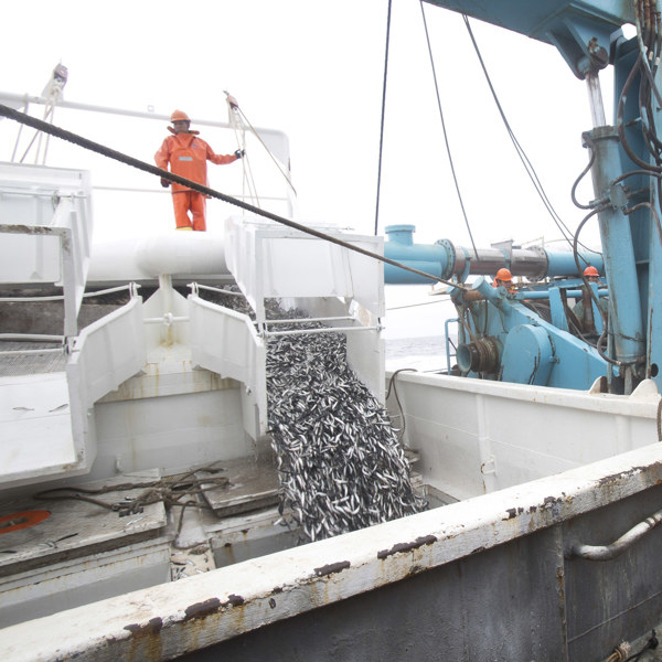 Fishermen on the deck of the fishing boat overseeing the fish being tipped into the onboard container.