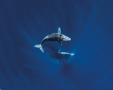 illustration of whales in water