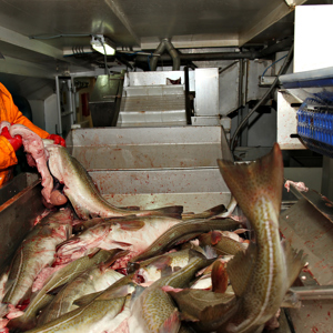 Fisherman rinsing cod fish onboard a fishing vessel