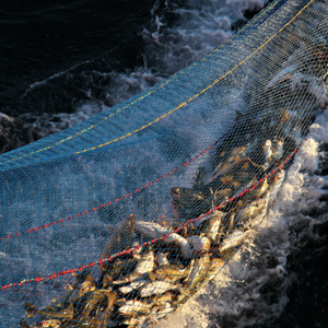 Lots of cod fish being pulled out of the sea in a fishing net