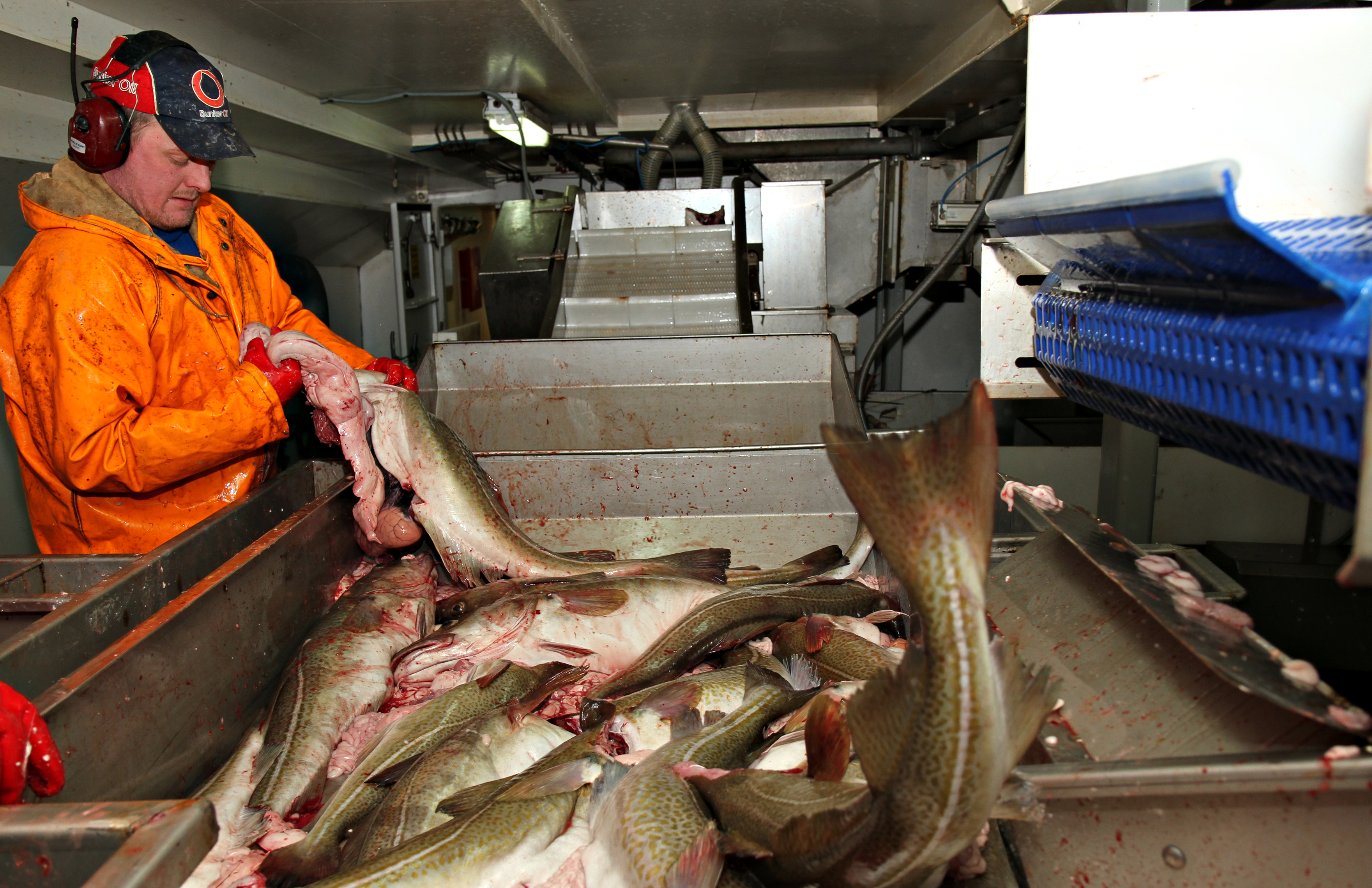 Fisherman rinsing cod fish onboard a fishing vessel