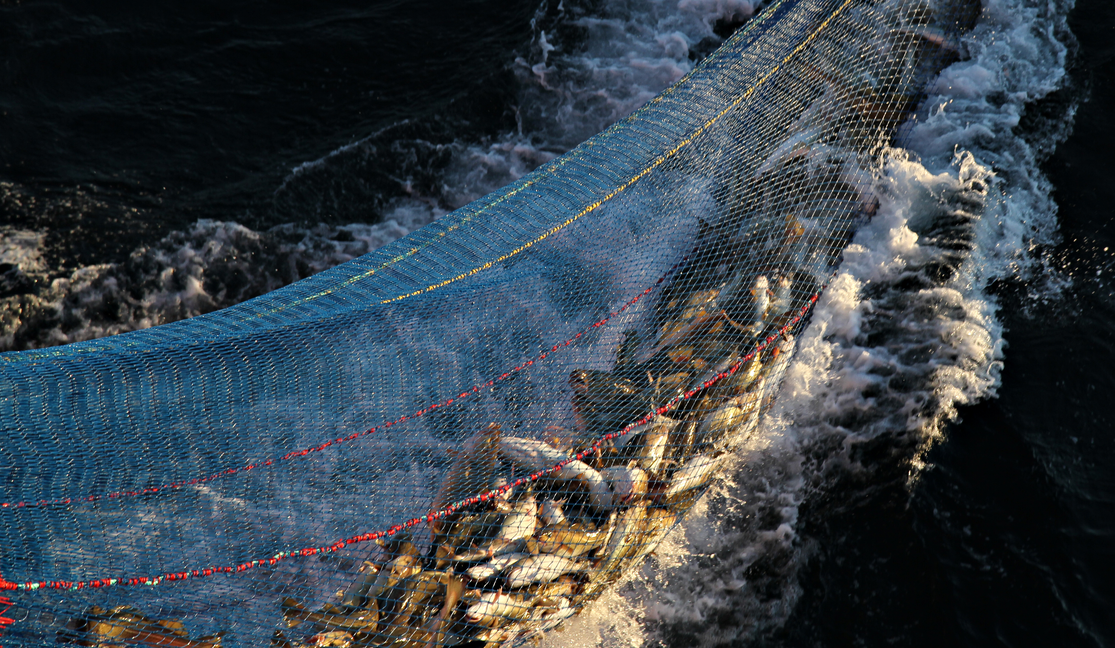 Lots of cod fish being pulled out of the sea in a fishing net